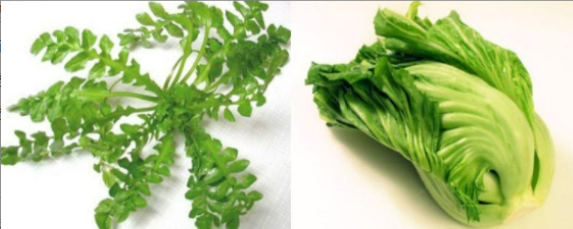薺菜和芥菜一樣嗎？——揭開(kāi)蕓苔屬蔬菜的家族關(guān)系